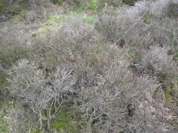 De heide